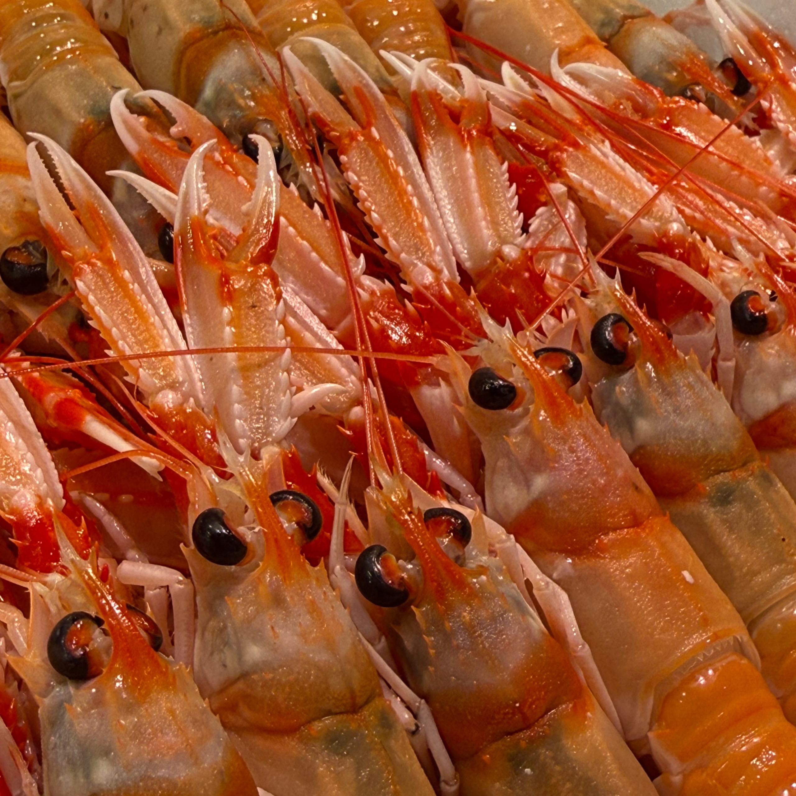 Marisco seleccionado por Mariscos Mare Nostrum en Mercamadrid