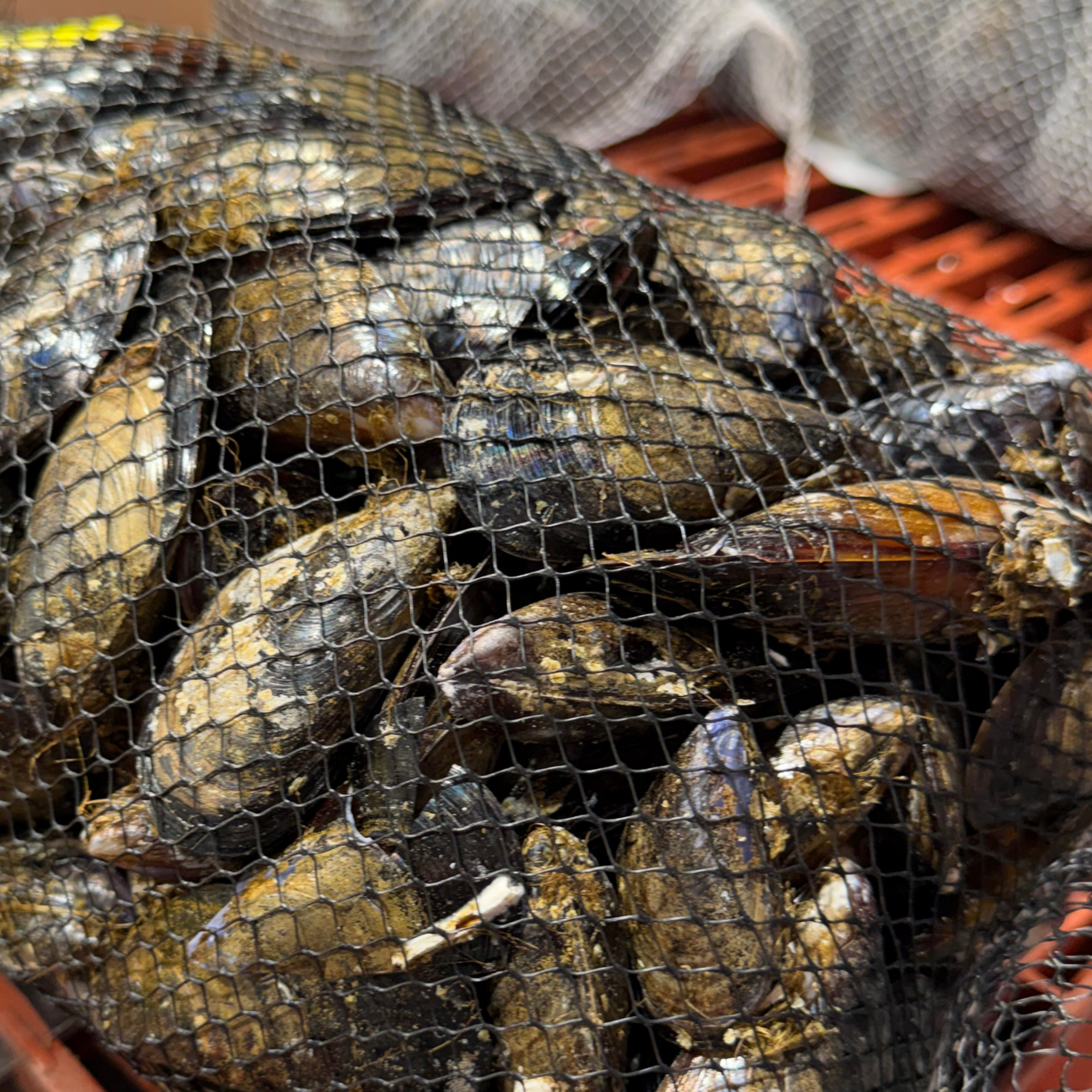 Atención comercial de Mariscos Mare Nostrum