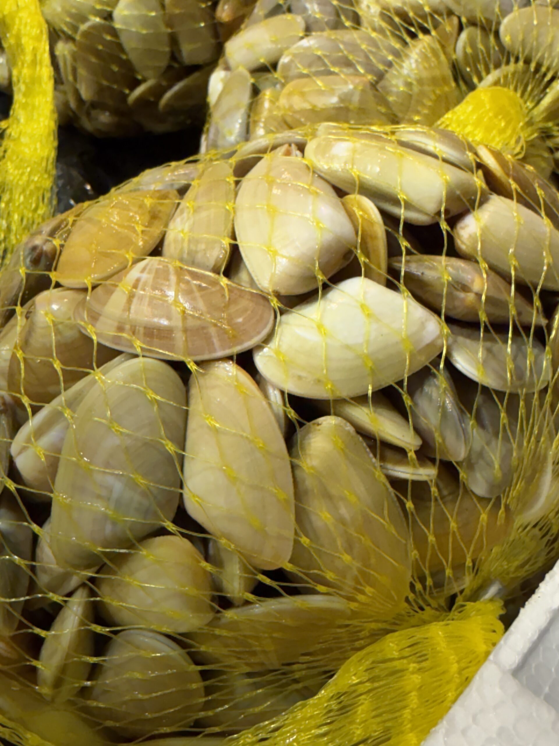Moluscos para hostelería pescaderías y mercados